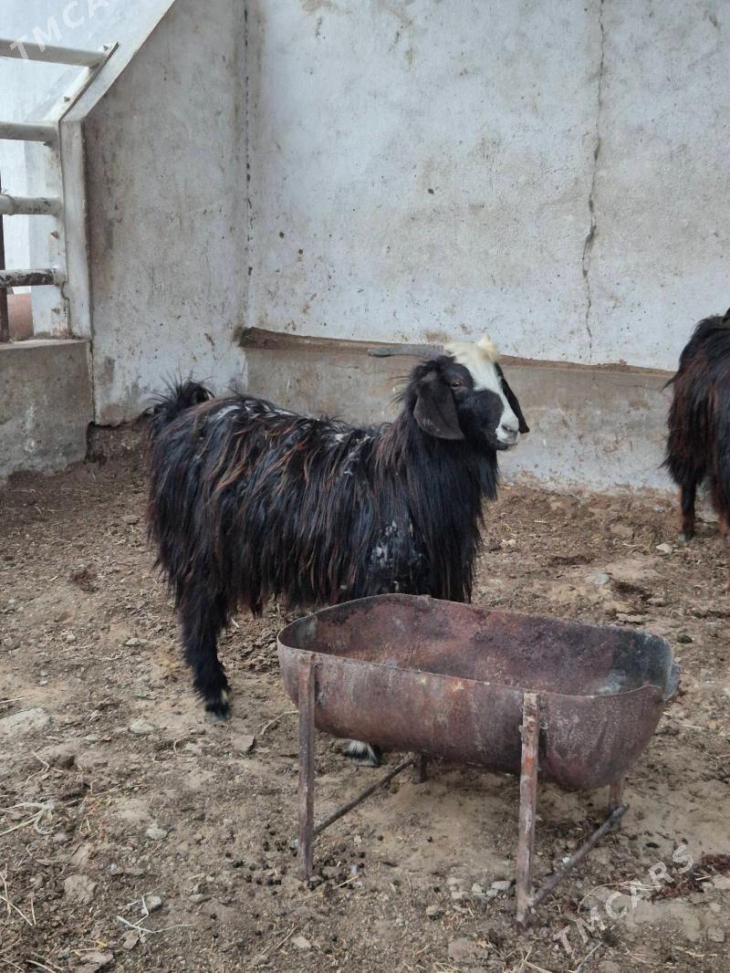 Erkec - Aşgabat - img 1