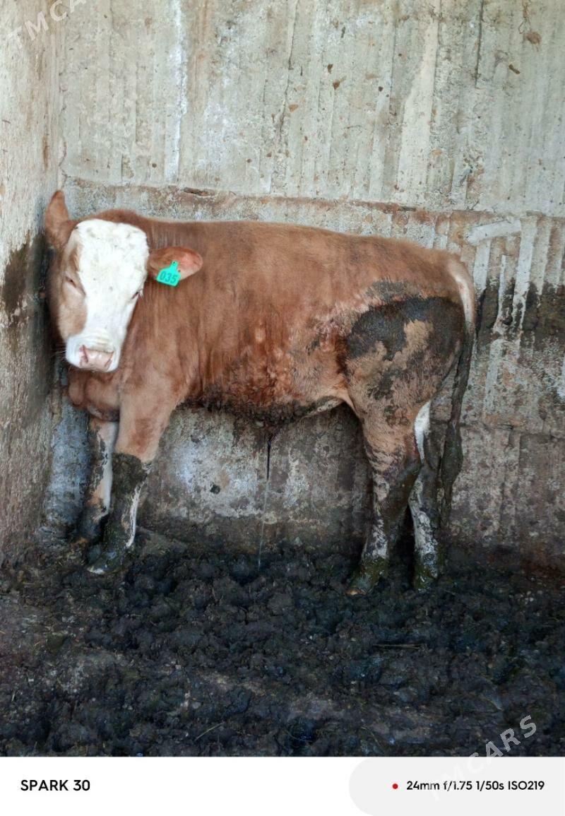 simntal gibryt öküz - Büzmeýin - img 1