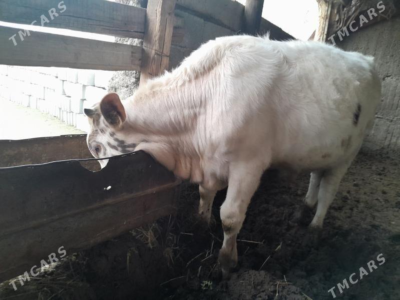 Okuz - Ак-Бугдайский этрап - img 1