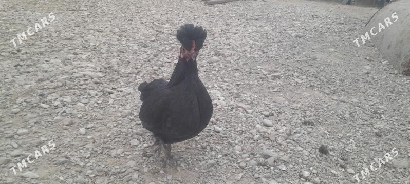 karlik towuk - Balkanabat - img 1