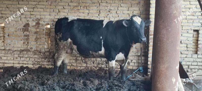 Golisteyin okuz - Керки - img 1