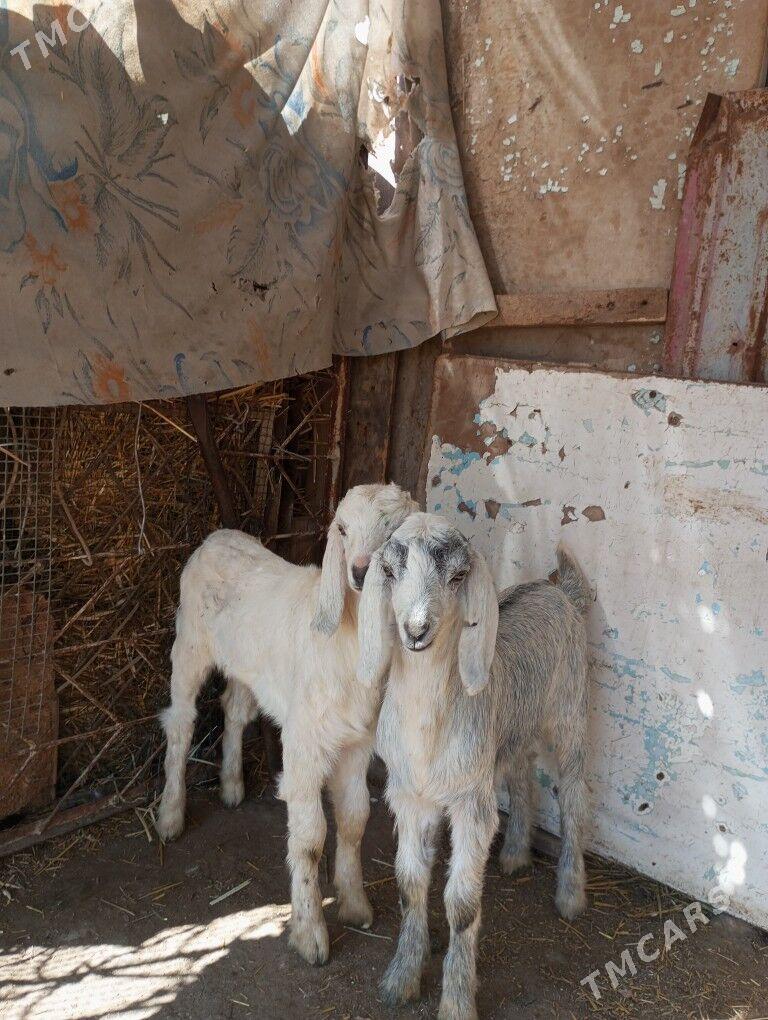 Pakistan Geci - Туркменабат - img 1