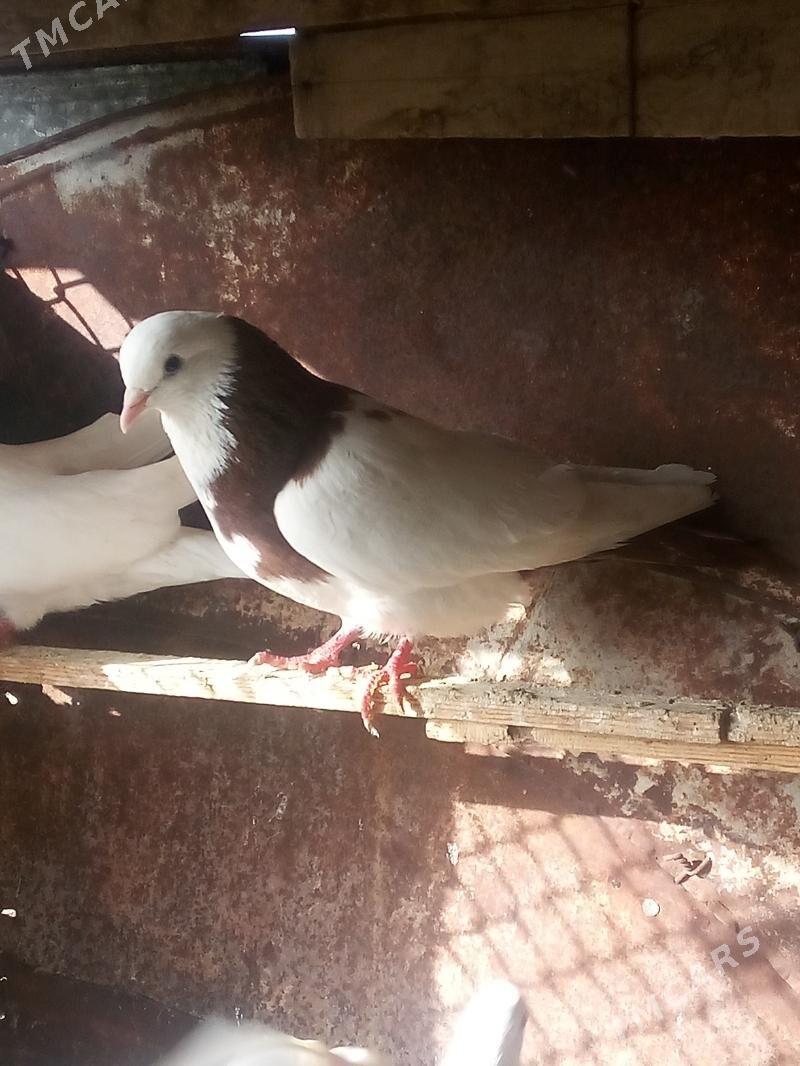 kepderi - Sakarçäge - img 1