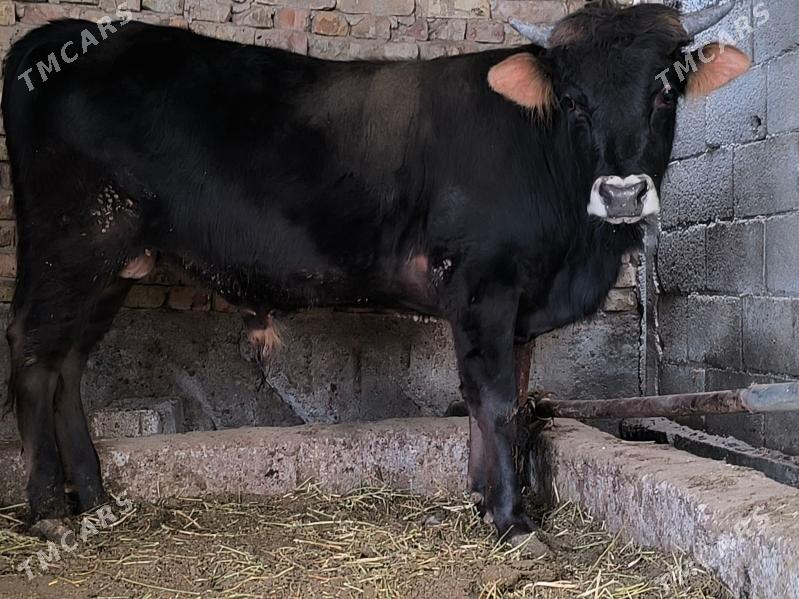 öküz - Ашхабад - img 1