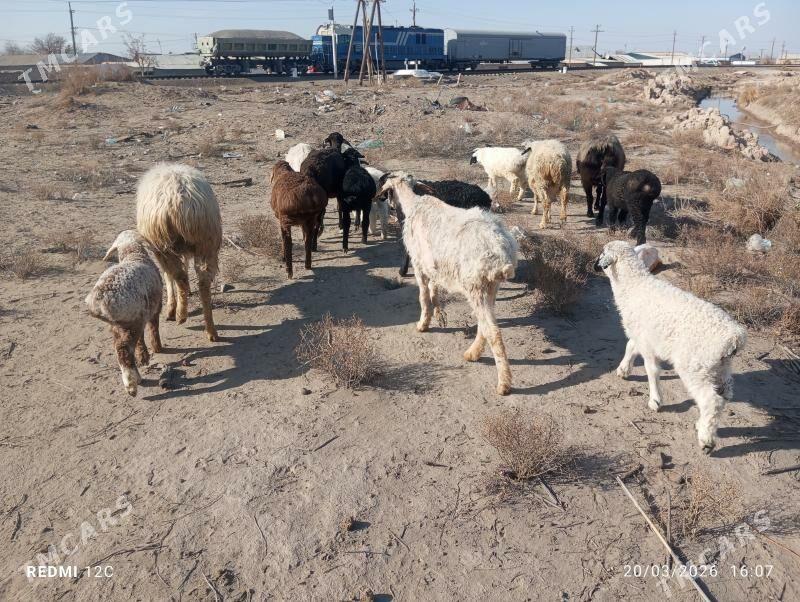 kuzllar we kuzulu koynllar - Farap - img 1