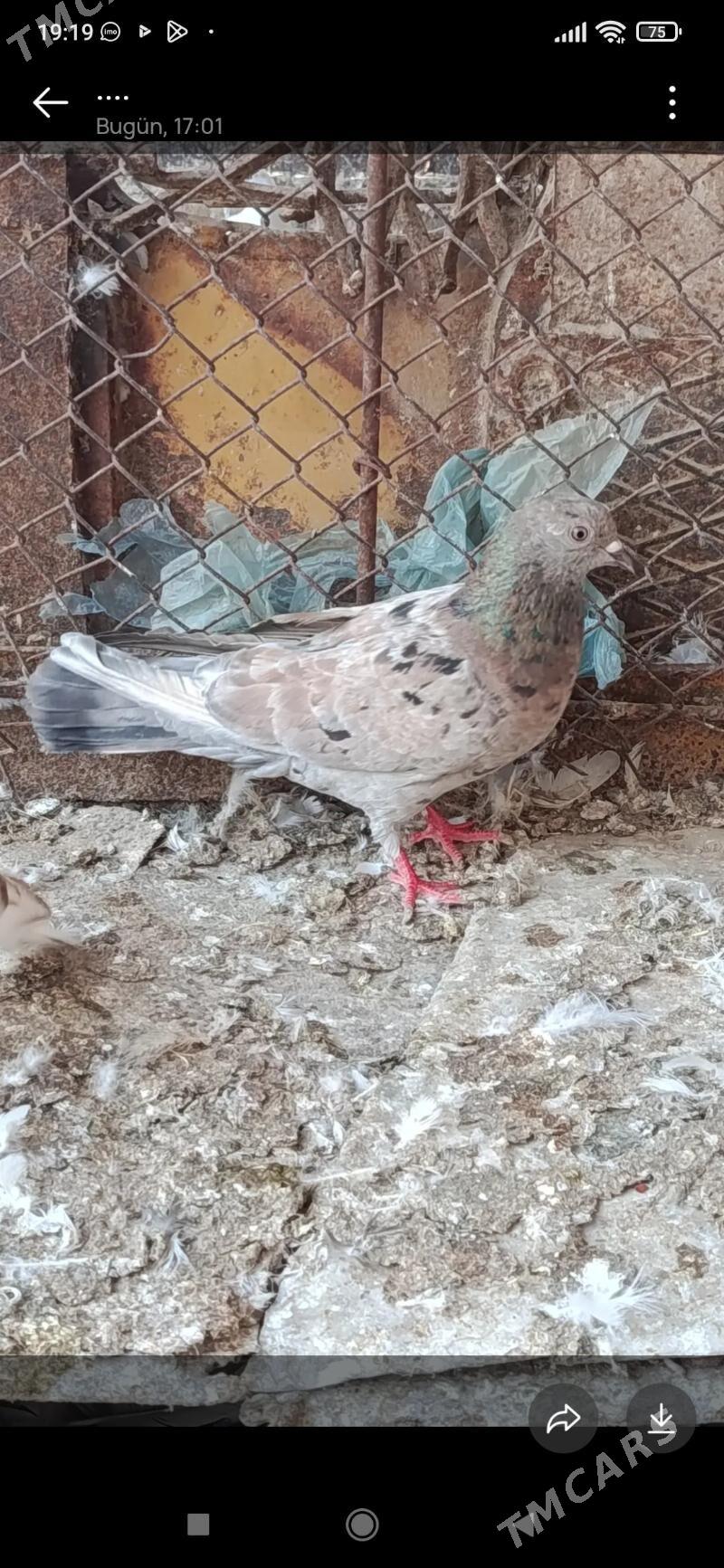 kepderi - Мары - img 1