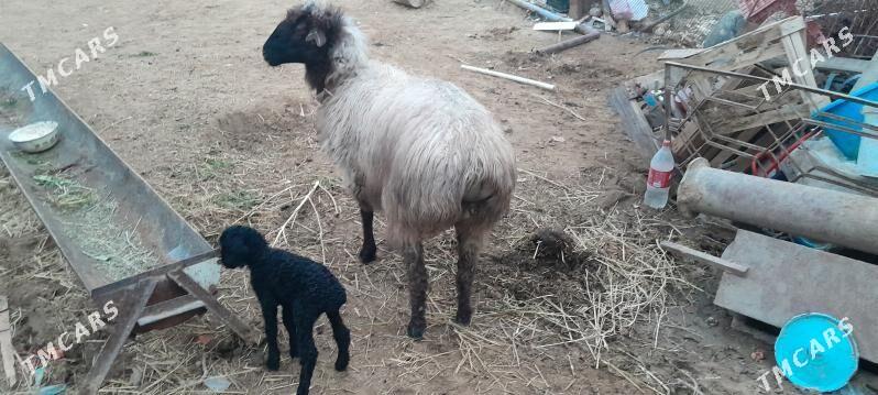 Guzyly Goýun - Gökdepe - img 1