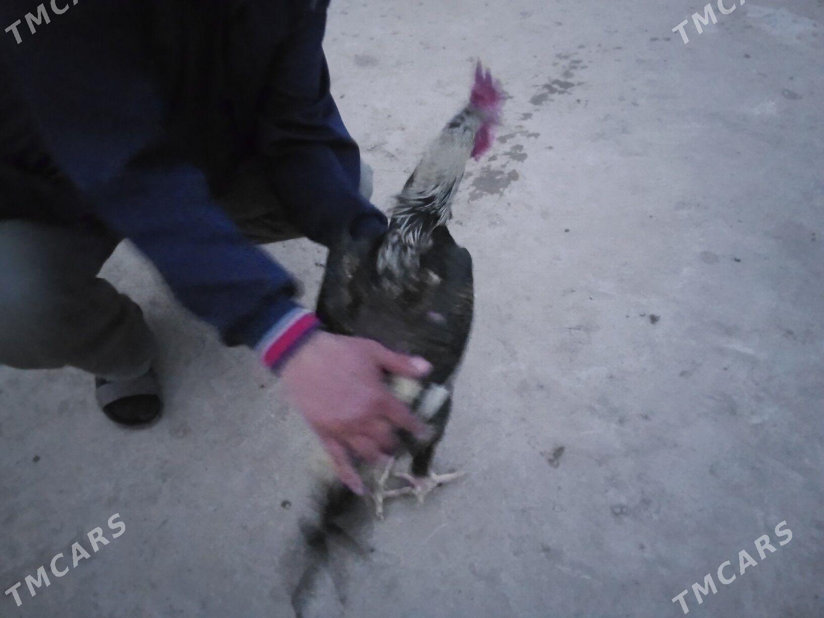 Şappat horaz - Туркменабат - img 1