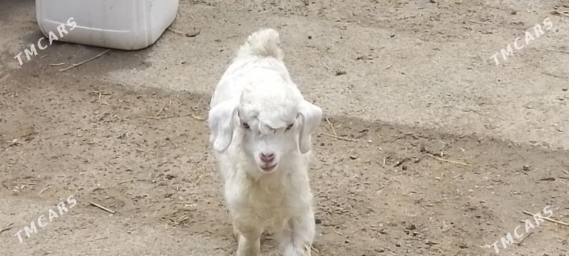 owlak - Бахарден - img 1