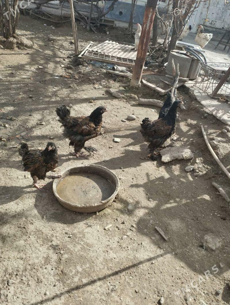 ласэт.жужэ - Garadamak - img 1