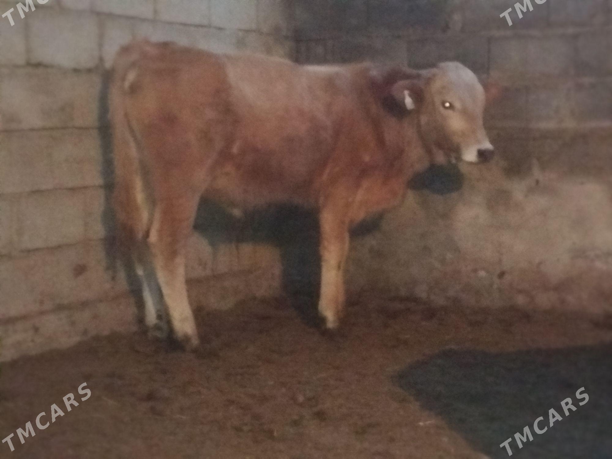 okuz gybrit - Gökdepe - img 1