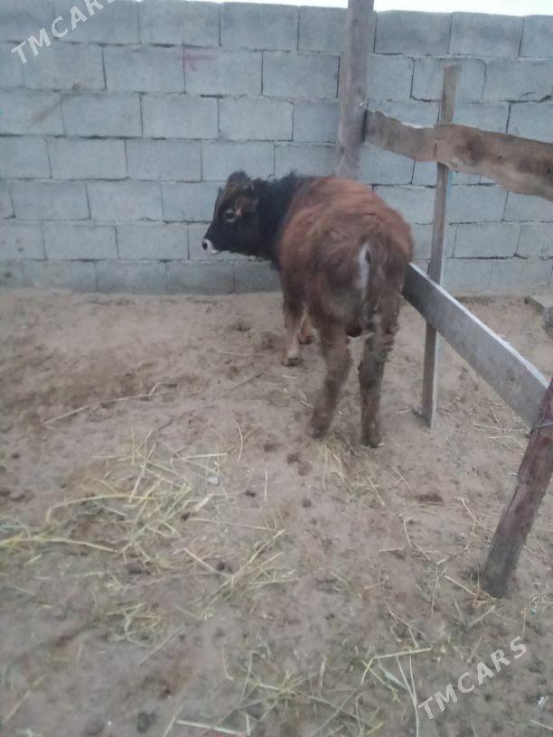 okuz - Бахарден - img 1