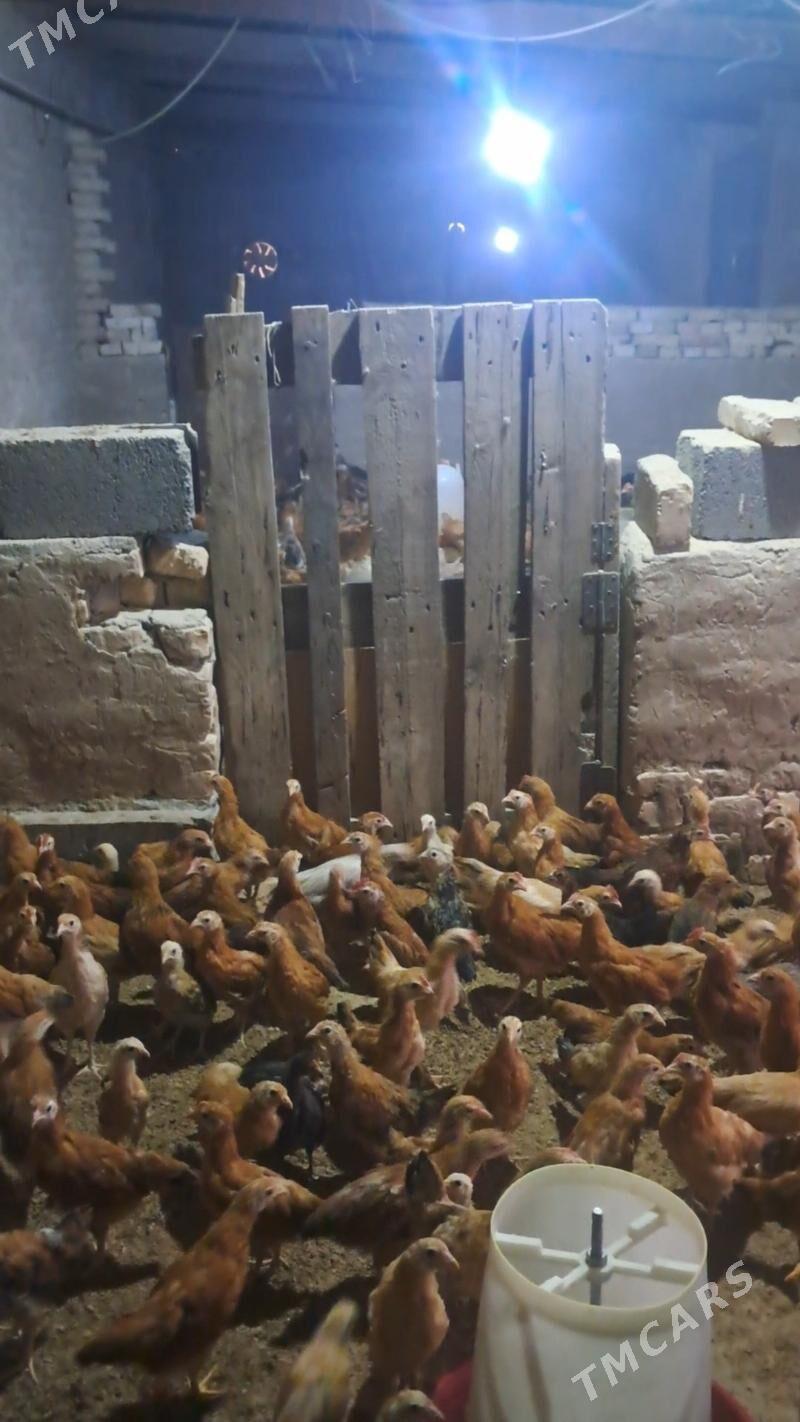 jüje - Garadamak - img 1