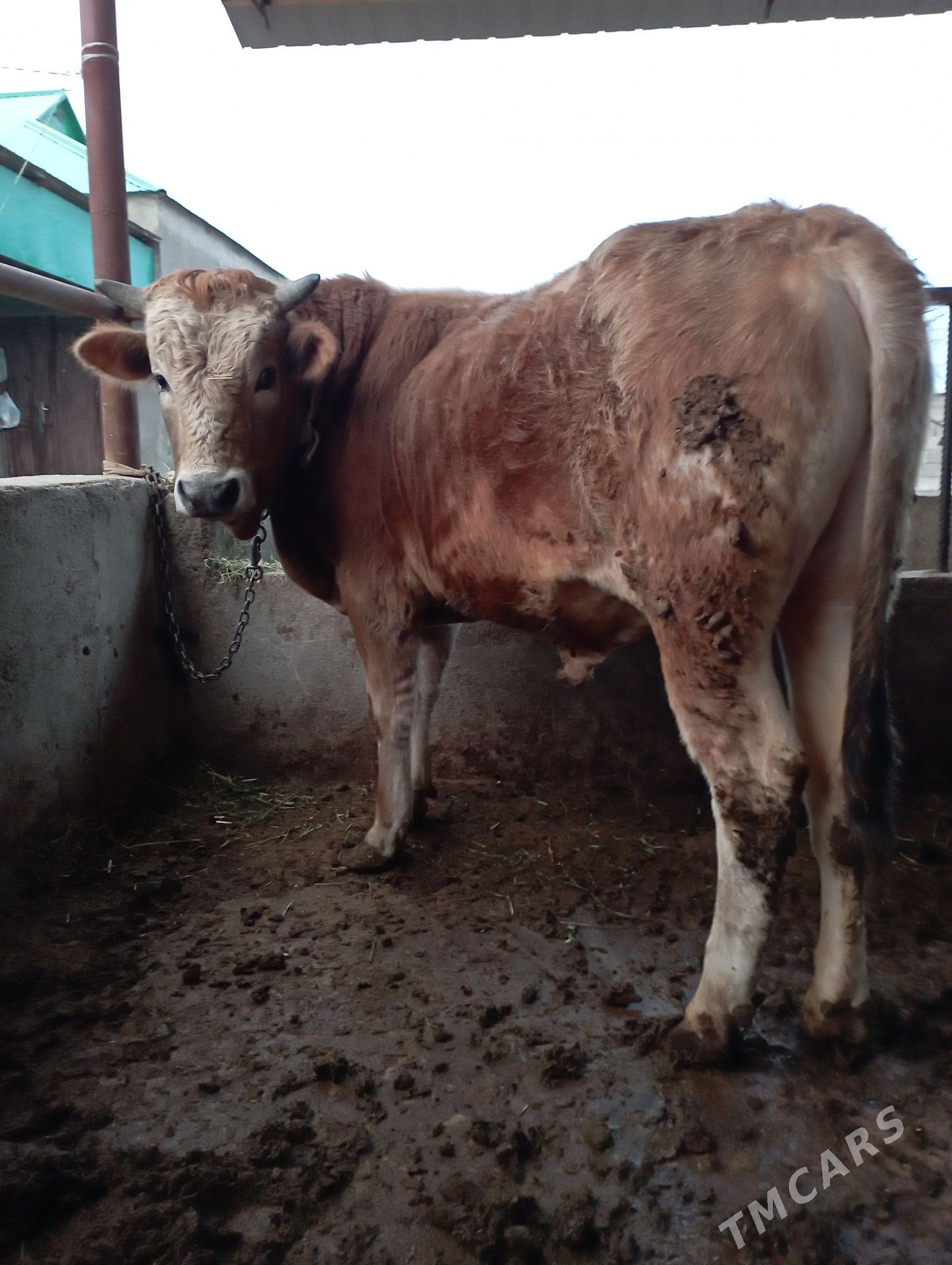 Okuz - Ашхабад - img 1