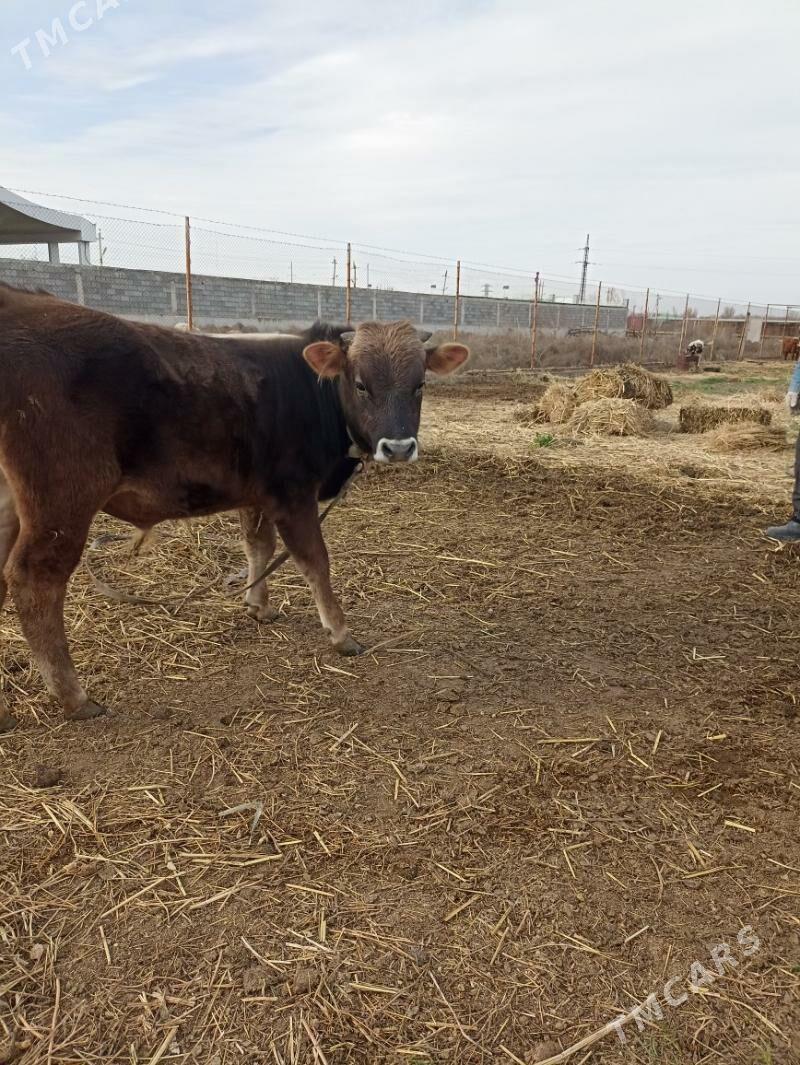 okuzler - Яшлык - img 1