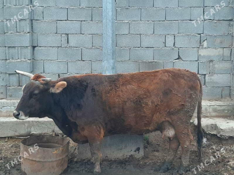 Bakylyp duran sygyr - Бекреве - img 1