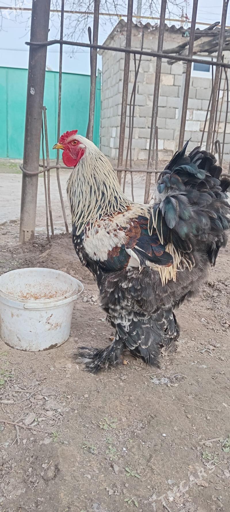 horaz - Гызыларбат - img 1