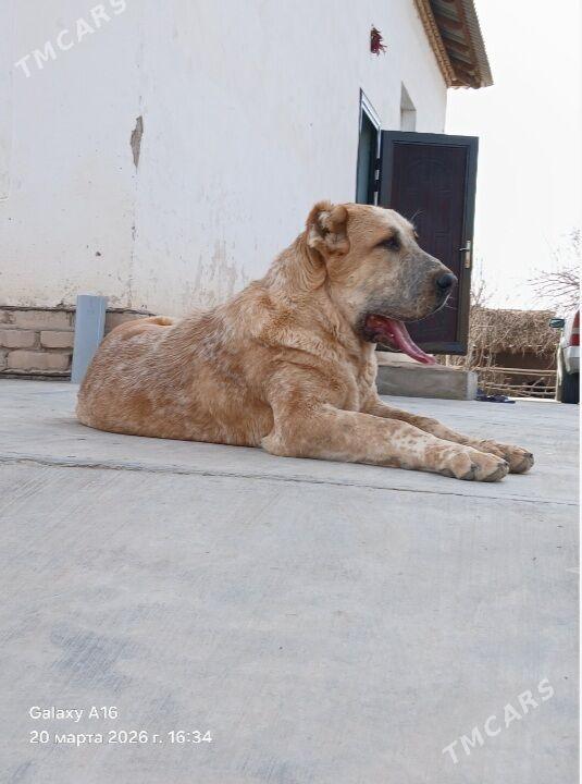 Arassa Copan gujuk - Daşoguz - img 1