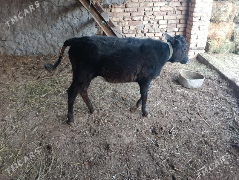 unajyn - Туркменабат - img 1