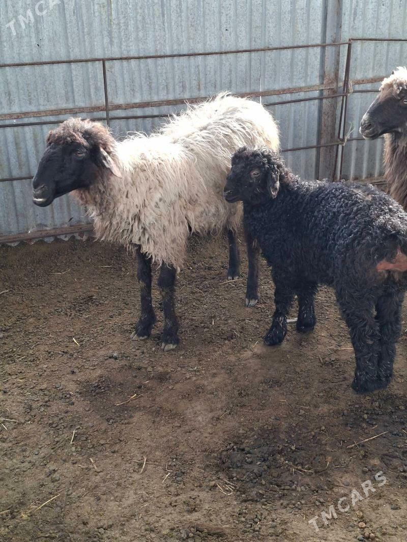 guzuly goyun - Гёкдепе - img 1