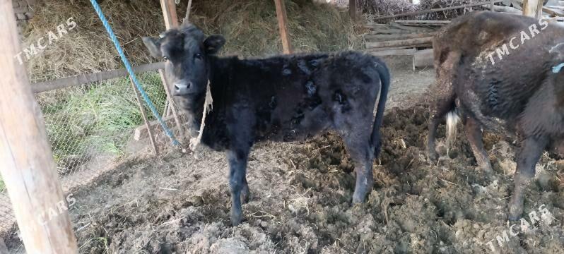 mal inek sygyr - Туркменабат - img 1