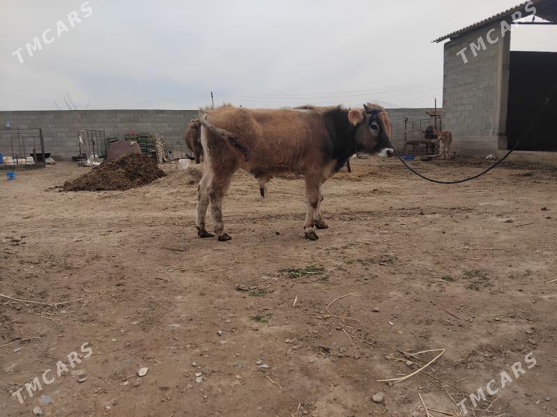 okuz.. - Бахарден - img 1