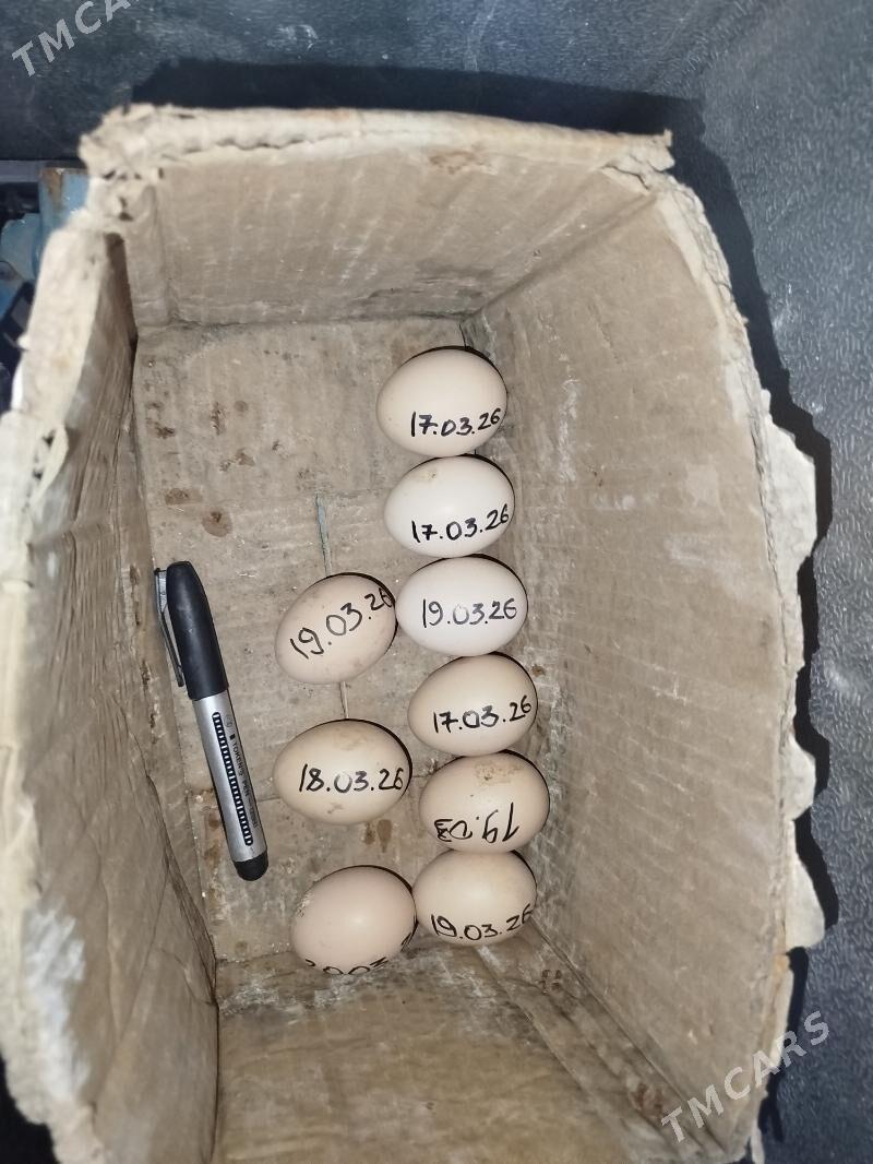 Yumurtka bayes gigant - Мары - img 1