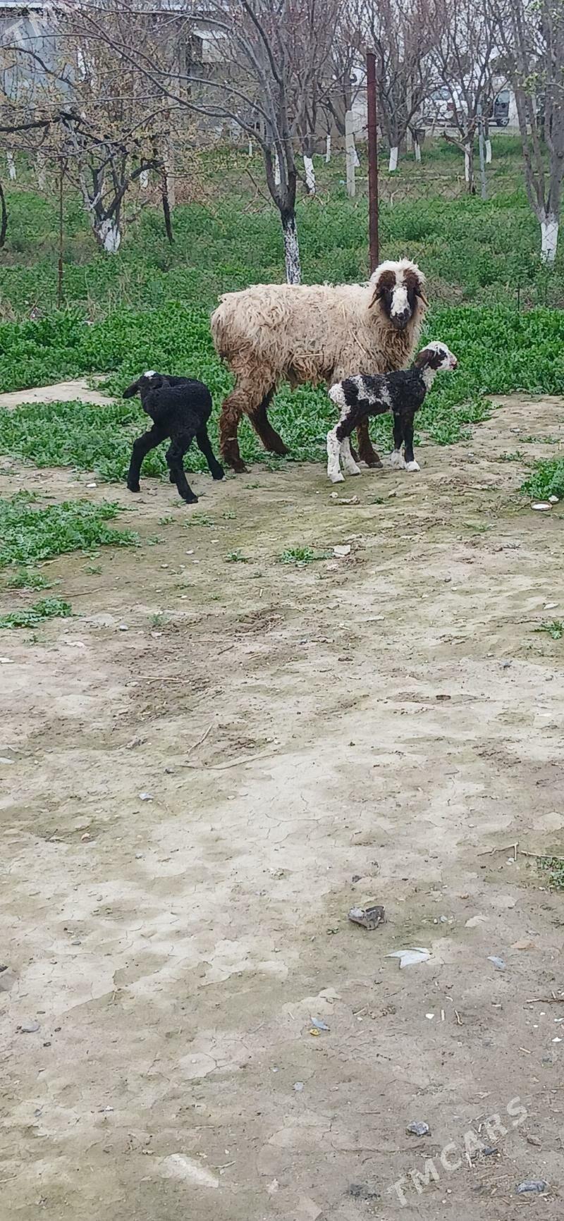 guzly goyun - Bäherden - img 1