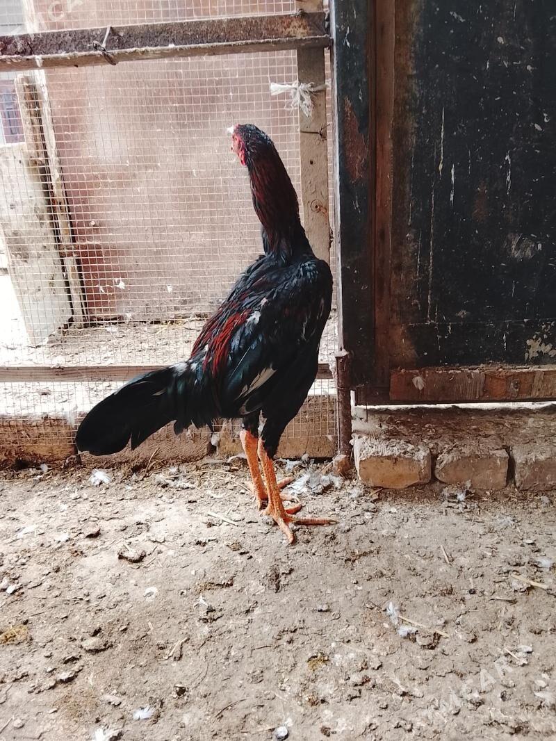 BAÝSOW ADMEN DINAMLY WLIKBILEN - Türkmenabat - img 1