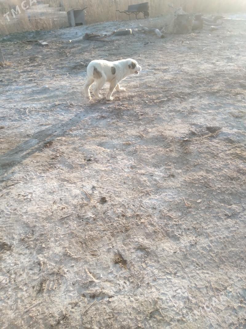 Alabay turkmen it - Türkmenabat - img 1