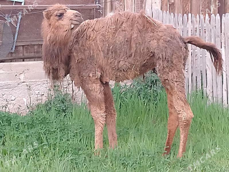 torum - Balkanabat - img 1