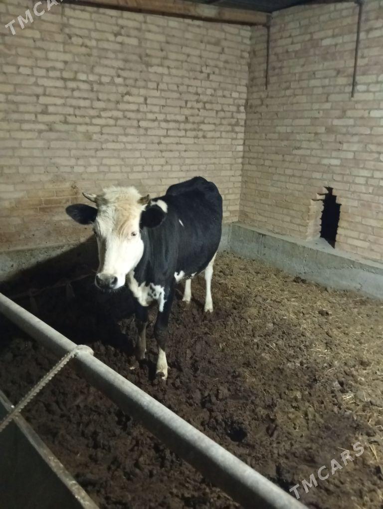 Gibrit gunajyn - Çärjew - img 1