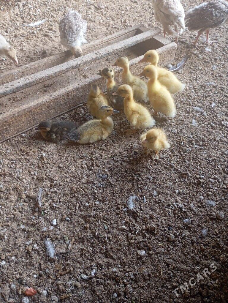 ördek juyje - Мары - img 1