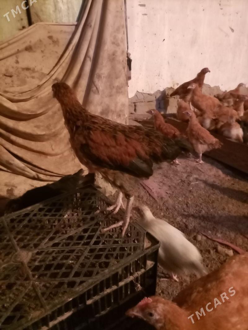 juyje - Gubadag - img 1