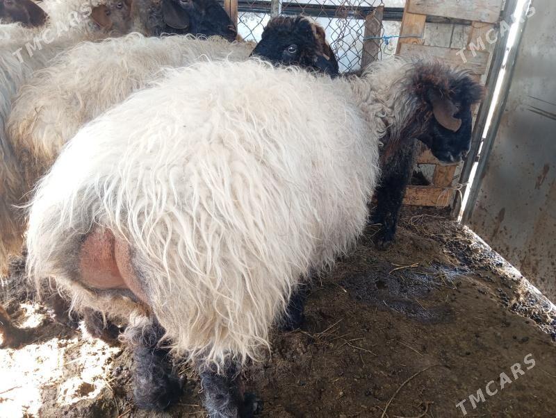 owec goyun - Ашхабад - img 1