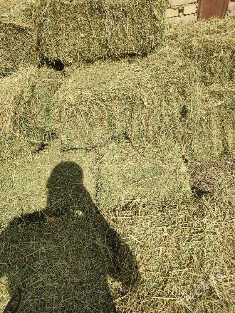 ýorunja - Туркменабат - img 1