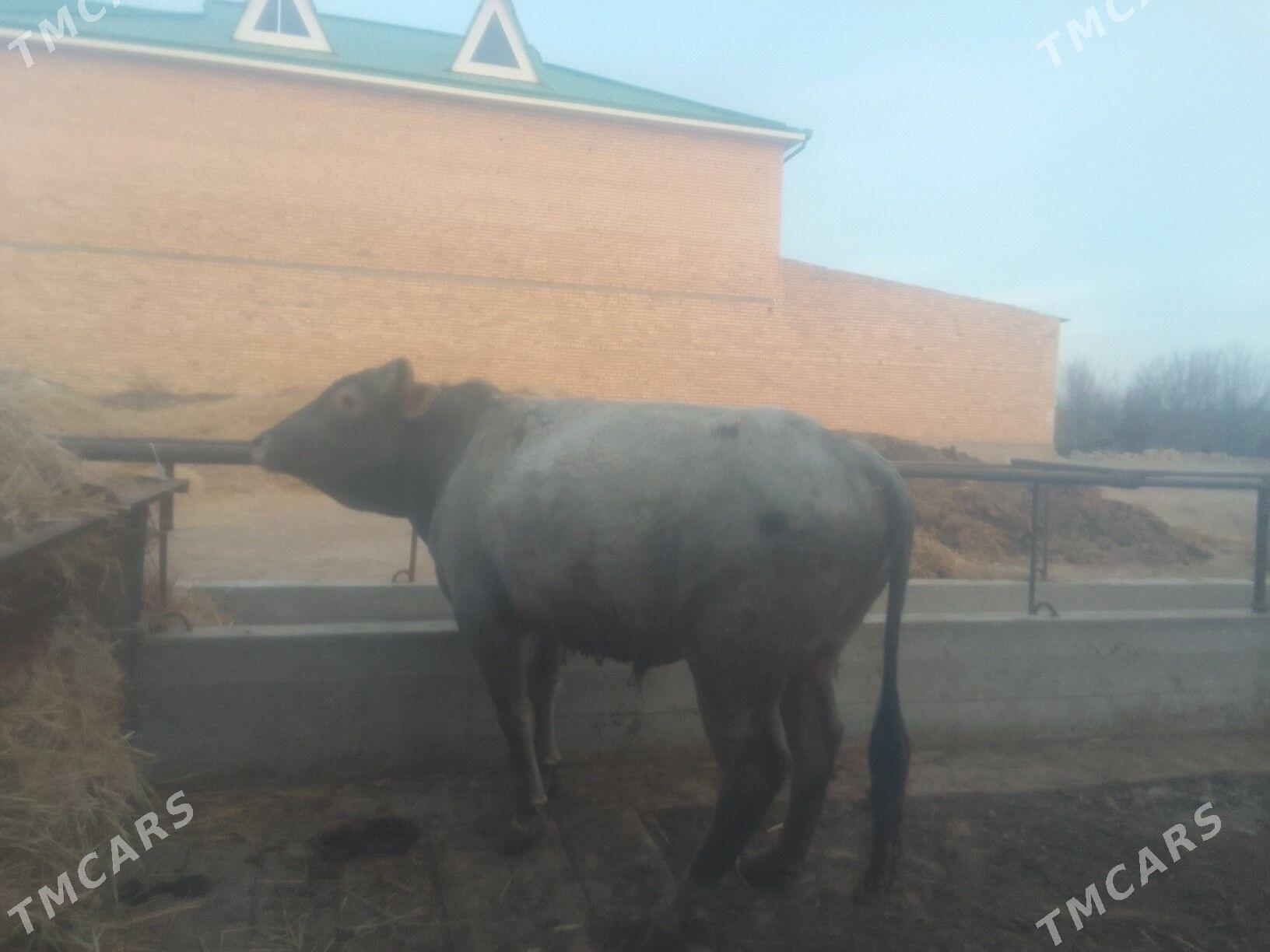 окуз - Чарджоу - img 1