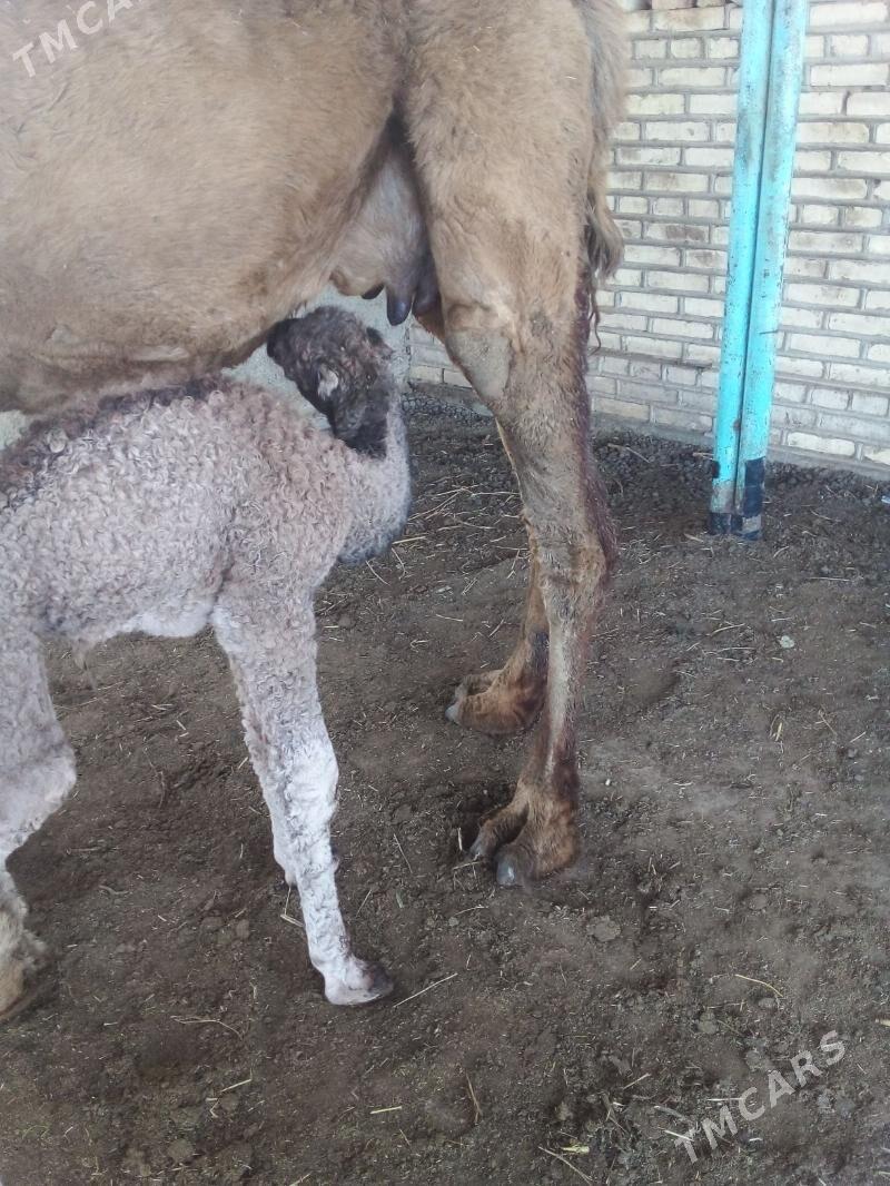 duýe - Mary - img 1