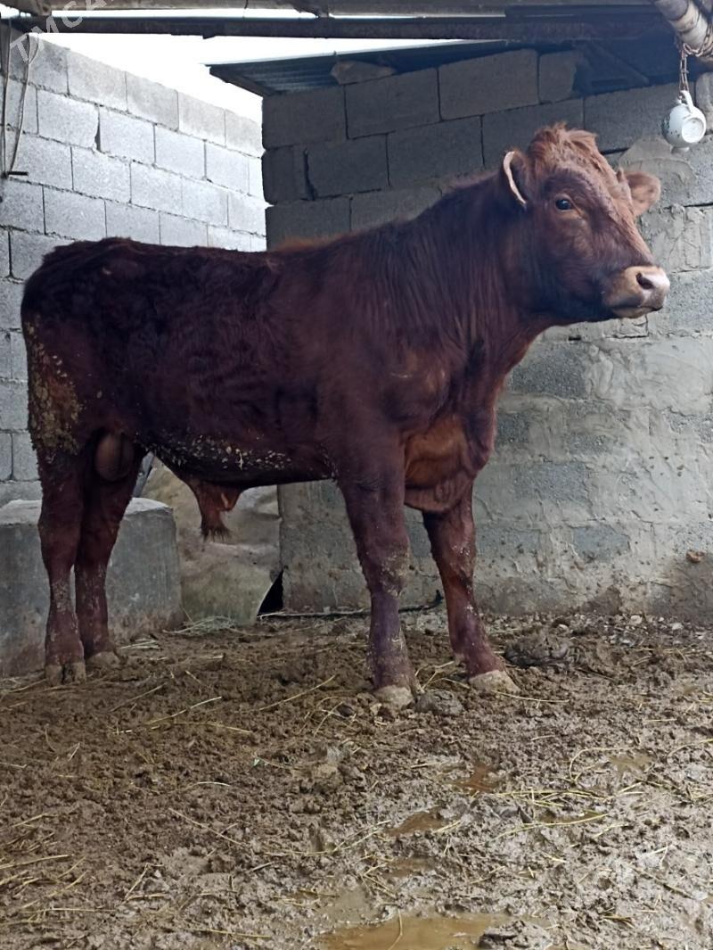 okuz - Bäherden - img 1