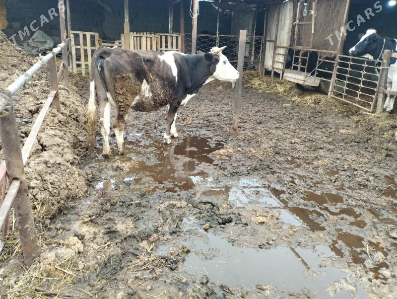 sygyr - Ашхабад - img 1