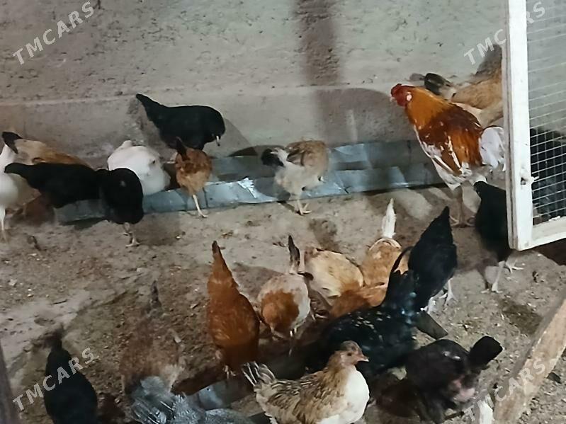 Towuk - Векильбазар - img 1