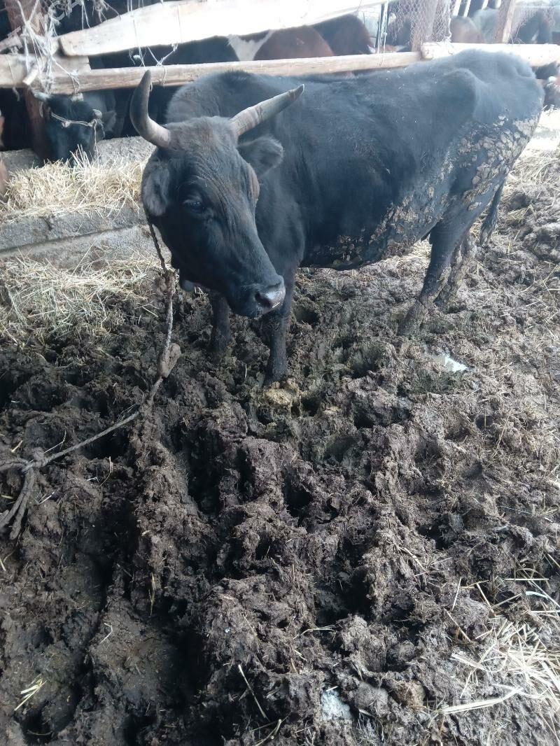 sygyr bakylan - Ýaşlyk - img 1