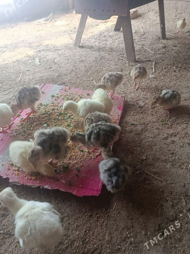 induk juje - Мургап - img 1