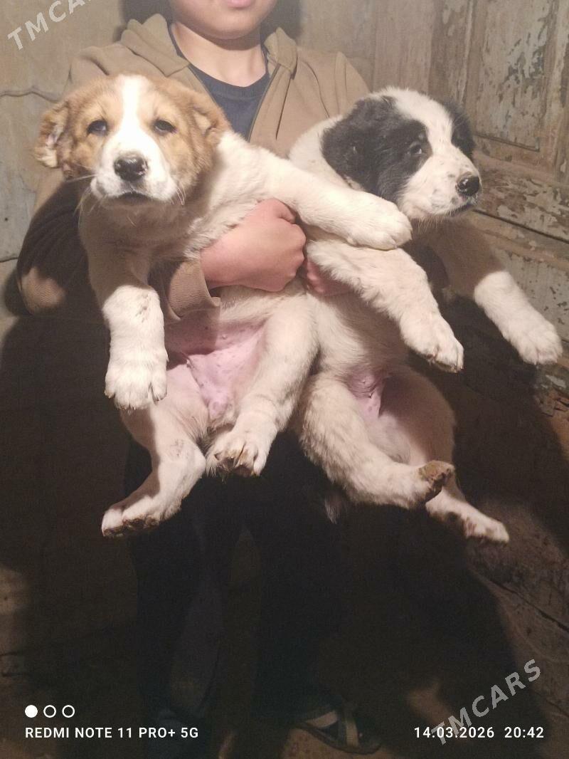 Alabaŷ - Tejen - img 1