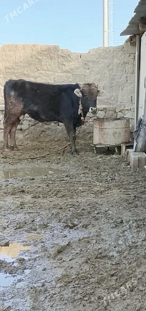 IKI SANY ŞVES OKUZ - Bäherden - img 1