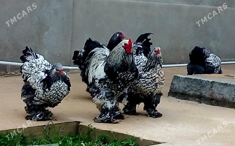 BRAMA SILVER  - Balkanabat - img 1