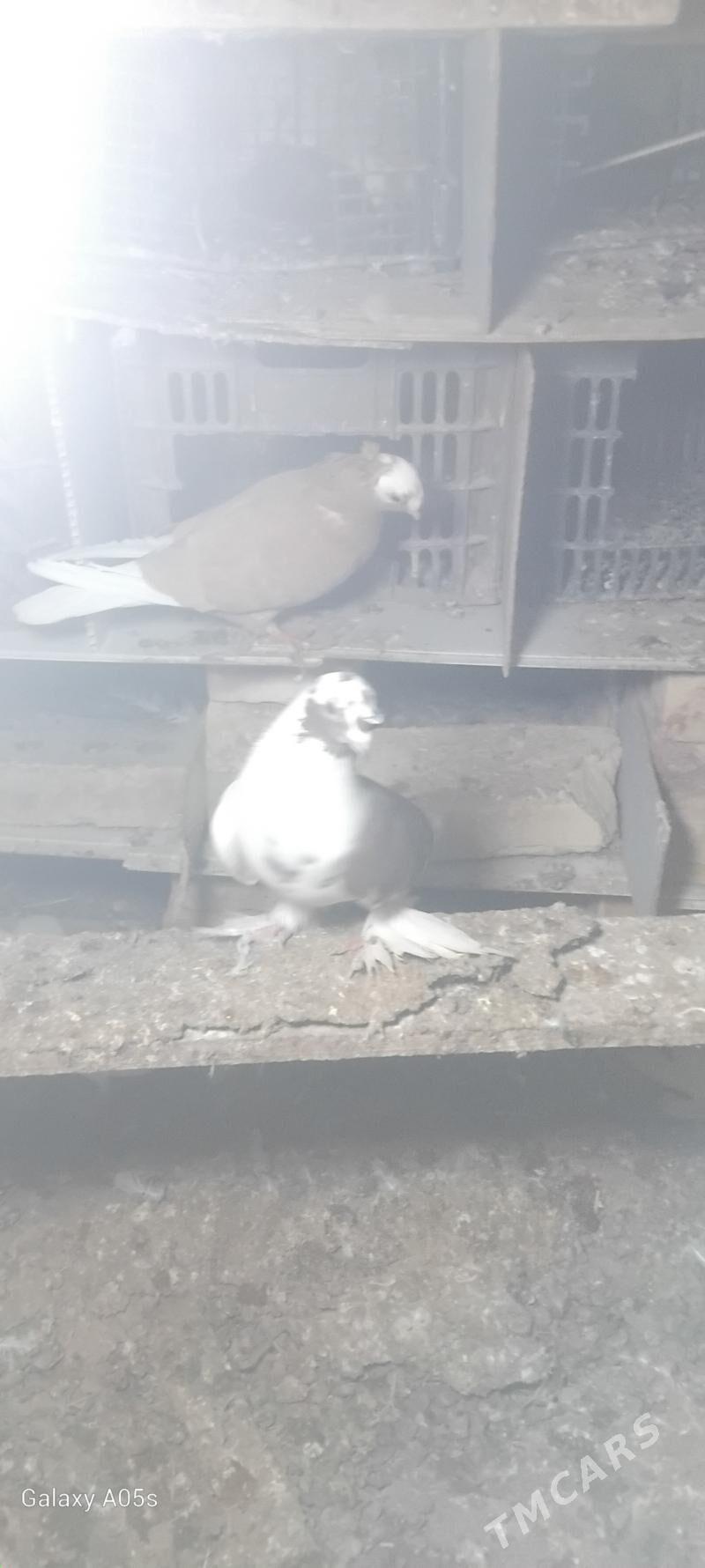 kepderi - Векильбазар - img 1