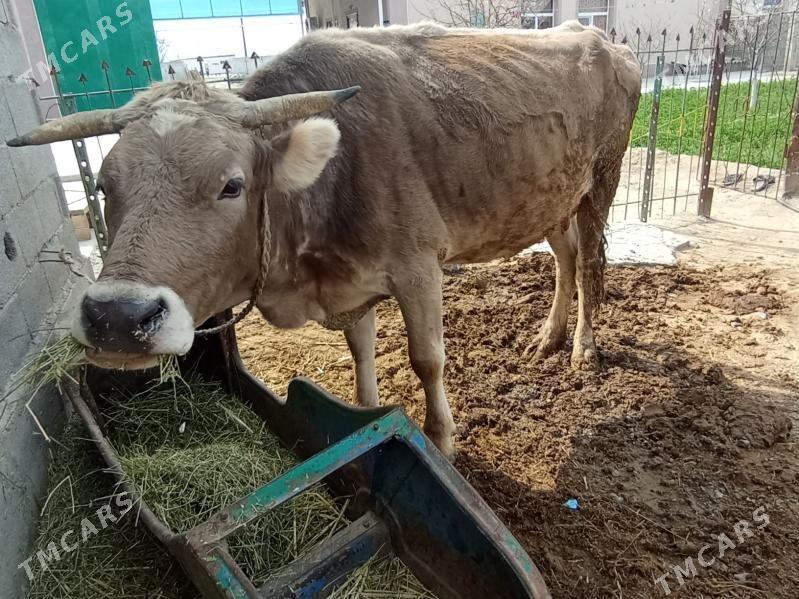 Sygyr - Bäherden - img 1