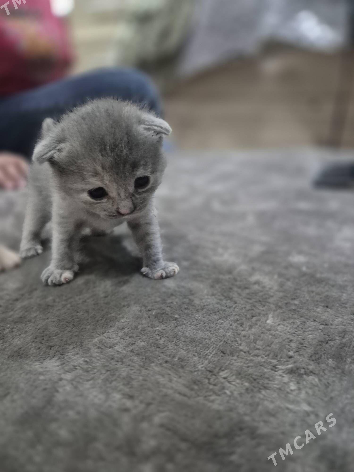 продаем котят - Туркменабат - img 1