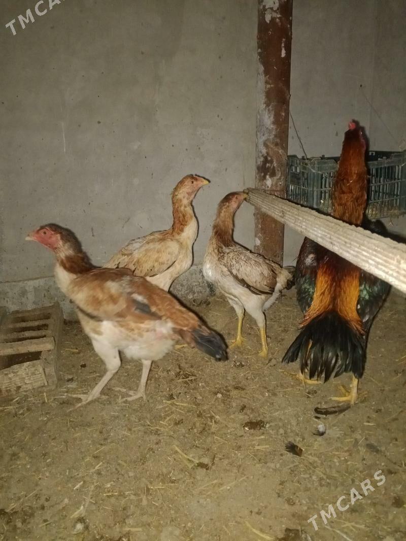 horaz we towyk - Farap - img 1